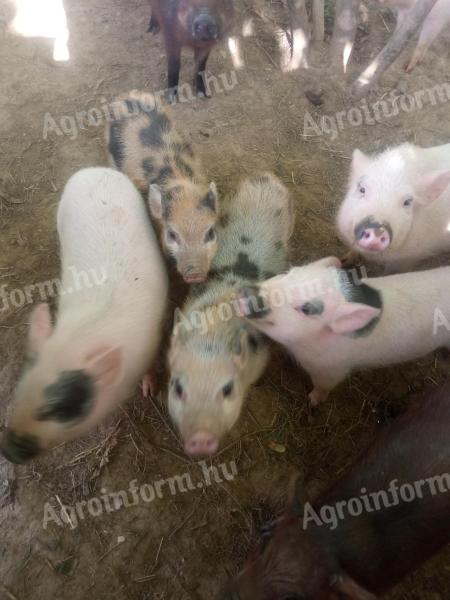 Vietnámi mix malacok eladók