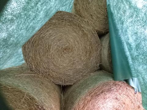 Szalma eladó – búza és árpa szalmabálák, 150-es méretben Szalma eladó – búza és árpa szalmabálák, 150-es méretben