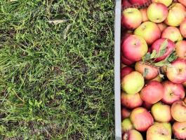 Cefrének való alma eladó