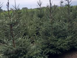 Lucfenyő eladó karácsonyfának