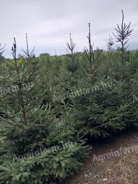 Lucfenyő eladó karácsonyfának