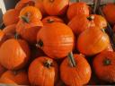 Halloween tök eladó nagy mennyiségben Alsónémedin termelőtől