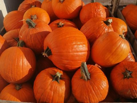 Halloween tök eladó nagy mennyiségben Alsónémedin termelőtől Halloween tök eladó nagy mennyiségben Alsónémedin termelőtől