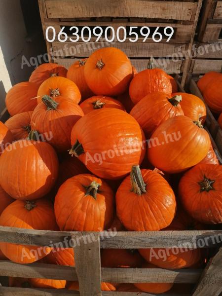 Halloween tök eladó nagy mennyiségben Alsónémedin termelőtől