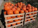 Halloween tök eladó nagy mennyiségben Alsónémedin termelőtől
