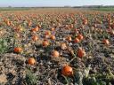 Halloween tök eladó nagy mennyiségben Alsónémedin termelőtől