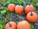 Halloween tök eladó,  kis és nagy tételben,  szállítással