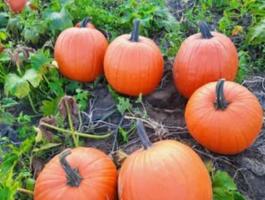 Halloween tök eladó,  kis és nagy tételben,  szállítással