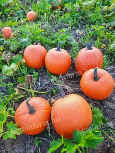 Halloween tök eladó,  kis és nagy tételben,  szállítással