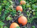 Halloween tök eladó,  kis és nagy tételben,  szállítással