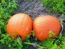 Halloween tök eladó,  kis és nagy tételben,  szállítással