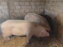 Sertés hízó disznó eladó, 2 db, 250-260 kg
