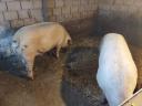 Sertés hízó disznó eladó, 2 db, 250-260 kg