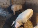 Sertés hízó disznó eladó, 2 db, 250-260 kg