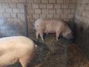 Sertés hízó disznó eladó, 2 db, 250-260 kg