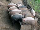 Mangalica-csüngőhasú keverék malacok eladók Marcaliban