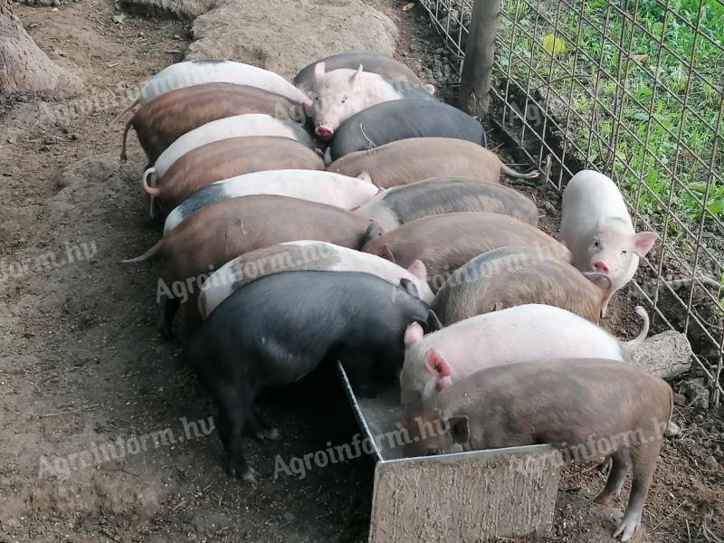 Mangalica-csüngőhasú keverék malacok eladók Marcaliban