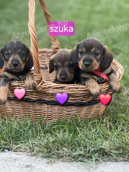 Szálkás szőrű tacskó jellegű kiskutya örökbefogadható Szentesen