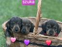 Szálkás szőrű tacskó jellegű kiskutya örökbefogadható Szentesen