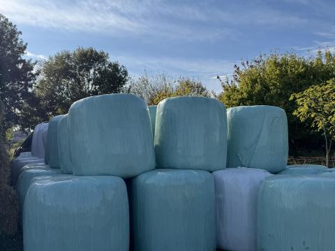 Tritikálé szenázs Tritikálé szenázs