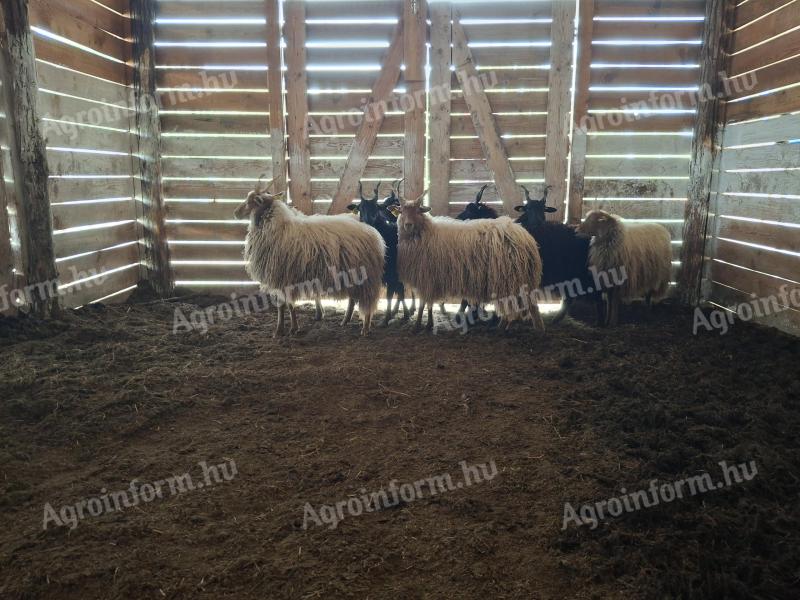 Eladó racka jerkék