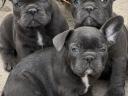 Francia bulldog fajtajellegű kiskutyák