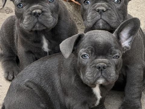 Francia bulldog fajtajellegű kiskutyák Francia bulldog fajtajellegű kiskutyák
