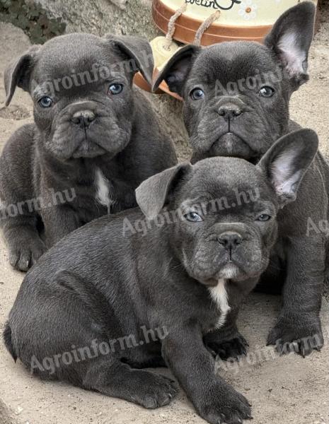 Francia bulldog fajtajellegű kiskutyák