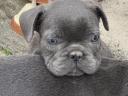 Francia bulldog fajtajellegű kiskutyák