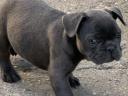 Francia bulldog fajtajellegű kiskutyák