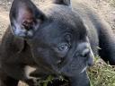 Francia bulldog fajtajellegű kiskutyák