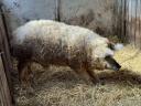 Mangalica kan