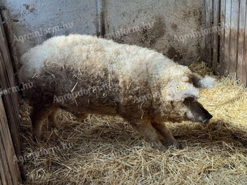 Mangalica kan