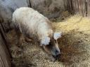 Mangalica kan