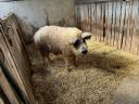 Mangalica kan