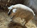 Mangalica kan