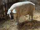 Mangalica kan