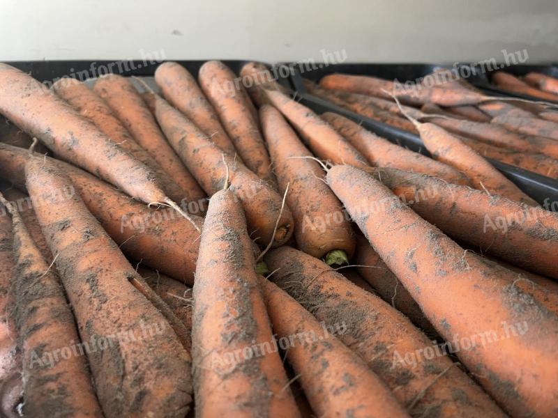 Kézzel szedett sárgarépa eladó