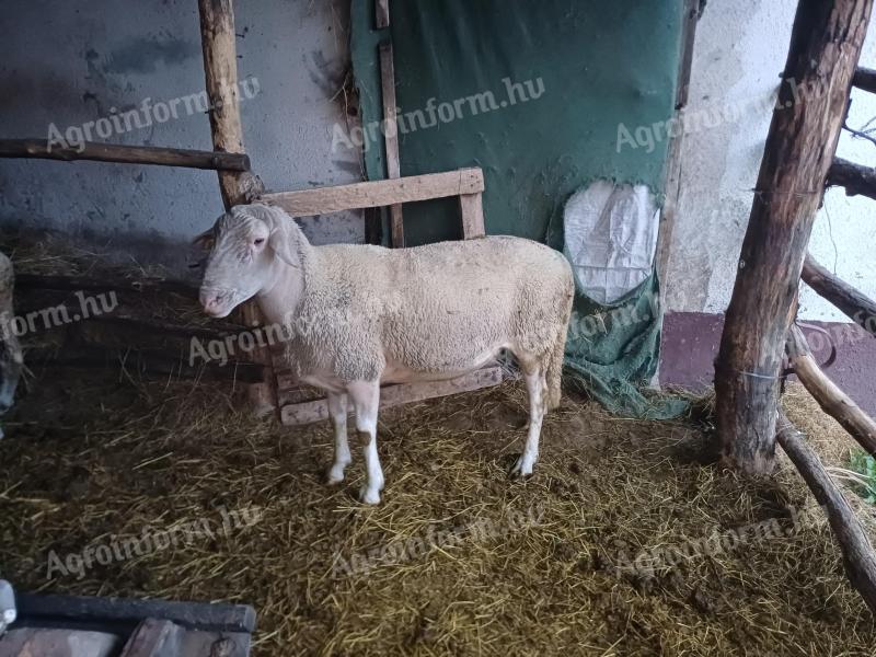 Lacaune kosok eladók, törzskönyves, 2 éves, kiváló genetika