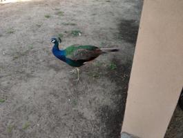 Eladó 3 éves páva kakas Mórahalmon