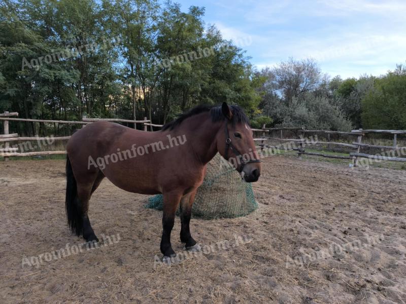 3 éves hidegvérű pej kanca eladó