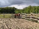3 éves hidegvérű pej kanca eladó