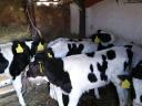 Holstein fríz bikák eladók Borsod megyében