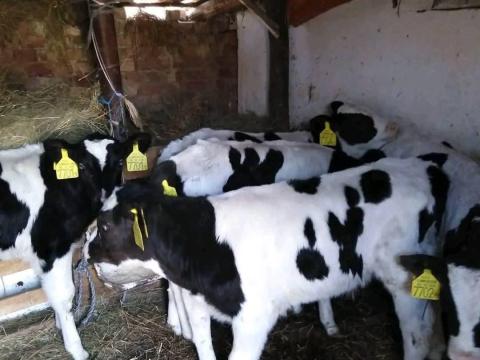 Holstein fríz bikák eladók Borsod megyében Holstein fríz bikák eladók Borsod megyében