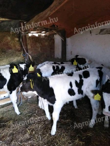 Holstein fríz bikák eladók Borsod megyében