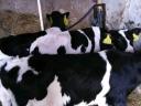Holstein fríz bikák eladók Borsod megyében
