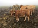 Limousin üszűk eladók
