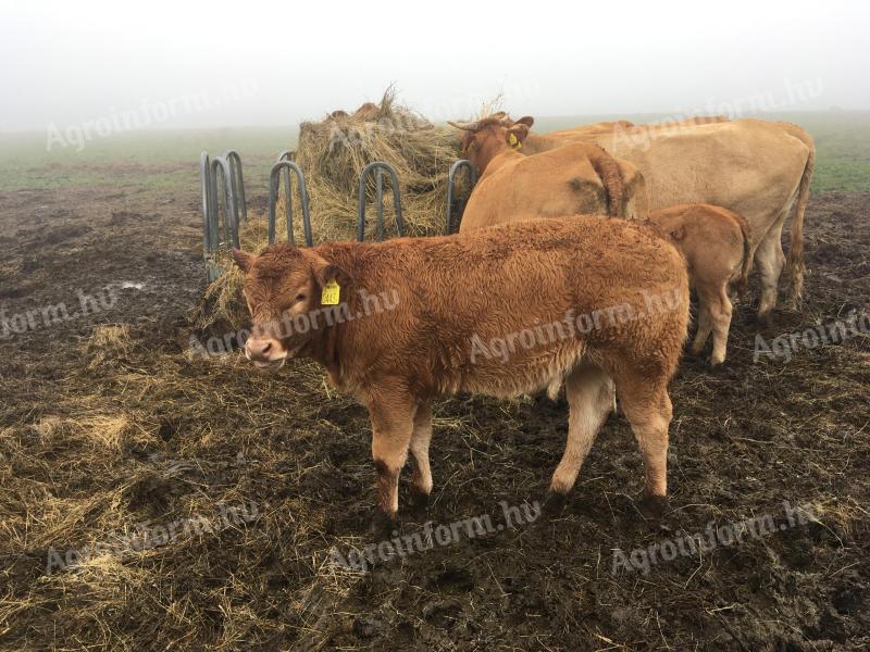 Limousin üszűk eladók