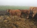 Limousin üszűk eladók
