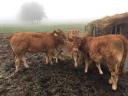 Limousin üszűk eladók